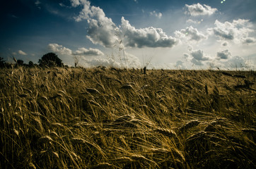 Fototapeta na wymiar dramatic sky and summer fields