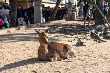 Close-up Deer relax in sunshine in the Miyajima on New Year Japanese Hatsumode holiday. In here, the deers are freely roaming around the island and not afraid to interact with visitors. Hiroshima city