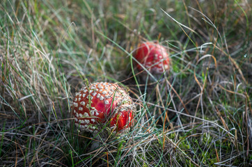 fly agaric mushroom