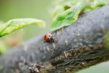 Macro coccinella