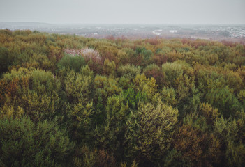 spring forest from above; photo from quadcopter; city in the distance