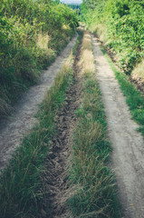 Fototapeta na wymiar rural path in green nature