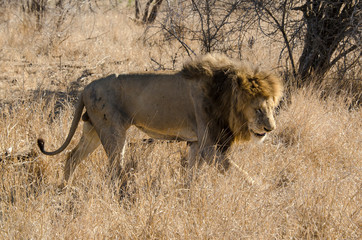 Lion, Panthera leo, Parc national du Kruger, Afrique du Sud