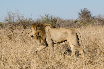 Lion, Panthera leo, Parc national du Kruger, Afrique du Sud