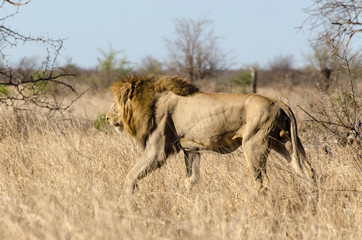 Lion, Panthera leo, Parc national du Kruger, Afrique du Sud