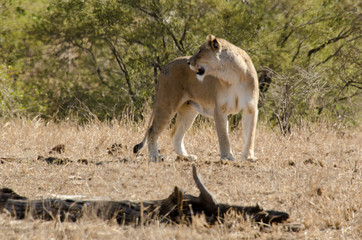 lion, femelle, lionne, Panthera leo, Afrique