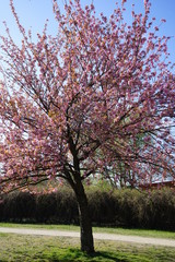 Fototapeta premium Japanischer Kirschbaum, Berliner Mauerweg, Sonnenschein