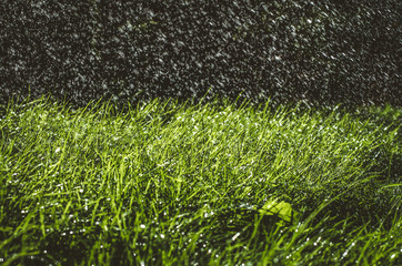 blades of green grass in pouring rain