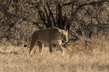 lion, femelle, lionne, Panthera leo, Afrique