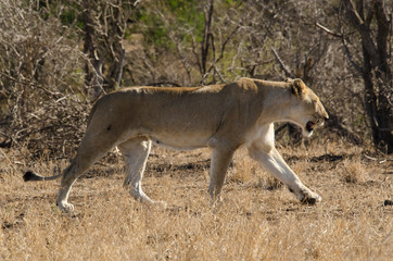 lion, femelle, lionne, Panthera leo, Afrique