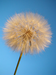 Isolated dandelion on a background of blue sky. Summer concept. Nature pattern for design.