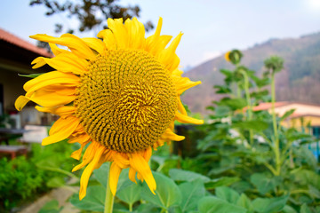 Sunflower field landscape, Outdoor,Sun Flower