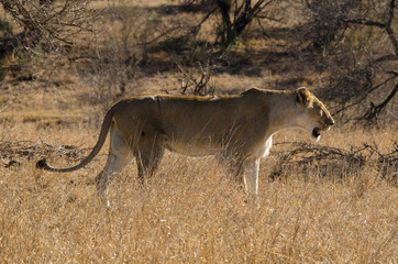 lion, femelle, lionne, Panthera leo, Afrique