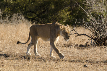 lion, femelle, lionne, Panthera leo, Afrique