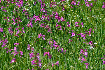Gladiolus illyricus growing wild in the Cyprus countryside