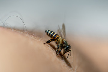 Close up bee on my arm.