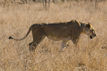 lion, femelle, lionne, Panthera leo, Afrique