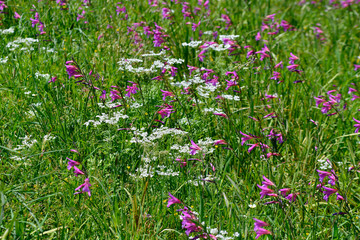 Gladiolus illyricus, Tordylium apulum growing wild in the Cyprus countryside