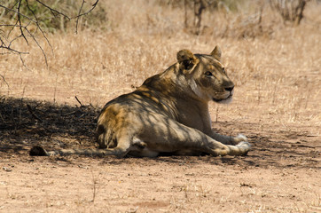 Lion, Panthera leo, Parc national du Kruger, Afrique du Sud