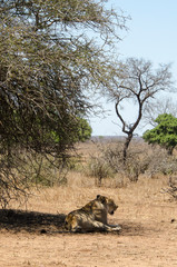 Lion, Panthera leo, Parc national du Kruger, Afrique du Sud