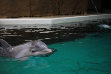 delfin © andy