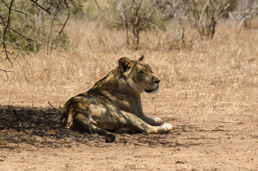 Lion, Panthera leo, Parc national du Kruger, Afrique du Sud