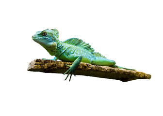 green iguana on white background