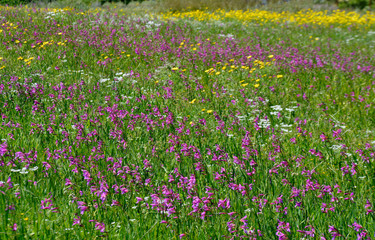 Gladiolus illyricus, Tordylium and Chrysanthemum coronarium growing wild in the Cyprus countryside