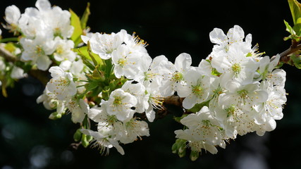 Kirschblüten, Traum in weiß