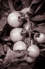 green and red cherry fruits