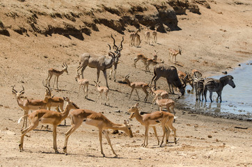 Fototapeta na wymiar Zebre, Impala, Grand koudou, Parc national Kruger, Afrique du Sud