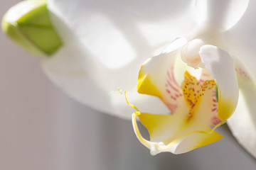 white phalaenopsis orchid with spotted leaf pattern