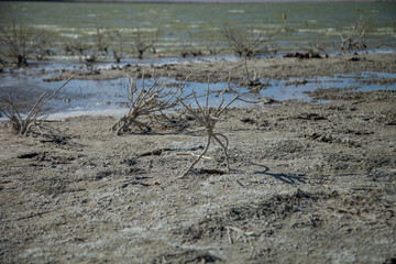 petrified plants in the salt sea