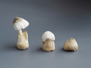 Straw mushroom Volvariella volvacea growth up cycle blooming laydown
