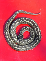 Gray snake or red background. The snake twisted in rings. Red danger