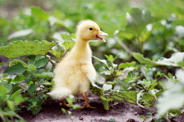 Portrait of a cute yellow duckling. Domestic bird