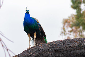 Obraz premium Peacock