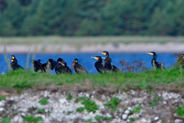 Kormorane an der Ostsee