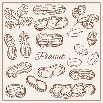 Hand drawn sketch style nuts set Peanut Vector doodle illustrations collection isolated.