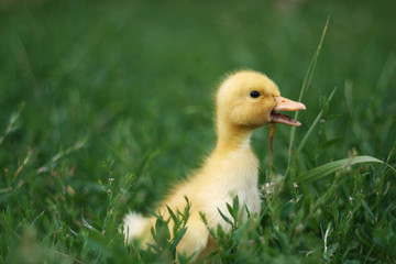 Portrait of a cute yellow duckling. Domestic bird