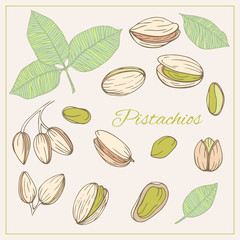 Colorful set vector isolated icons Pistachios. Nuts hand drawn style