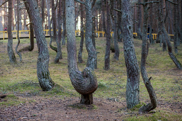crooked tree trunks in the forest