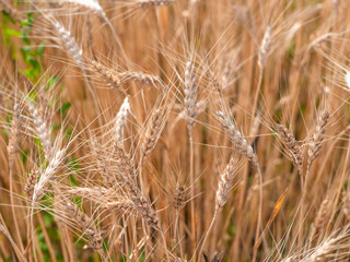 Fototapeta premium Wheat harvesting in the summer. Golden ear of ripe wheat on the field