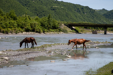 two horses at a watering hole