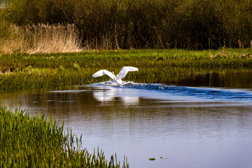 Rzeka Narew. Dolina Górnej Narwi. Wiosna na Podlasiu, Polska