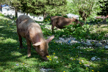 two dirty little pigs grazing