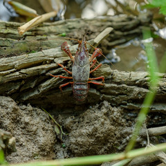 Red swamp crayfish or Louisiana crawfish