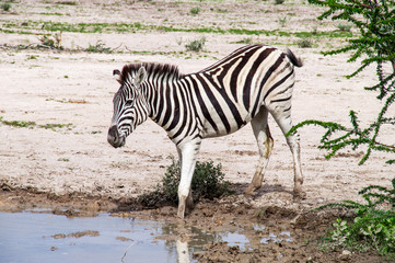 zebra in the wild