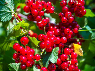 Branch of red currant berries on a bush. Vitamins of the summer.