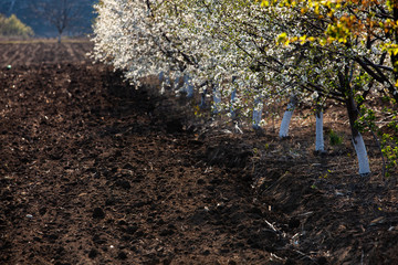 Spring blossom background. Beautiful nature scene with blooming tree and sun flare. Sunny day. Spring flowers. blooming apple trees in the field. Landscape in Moldova, Europe.